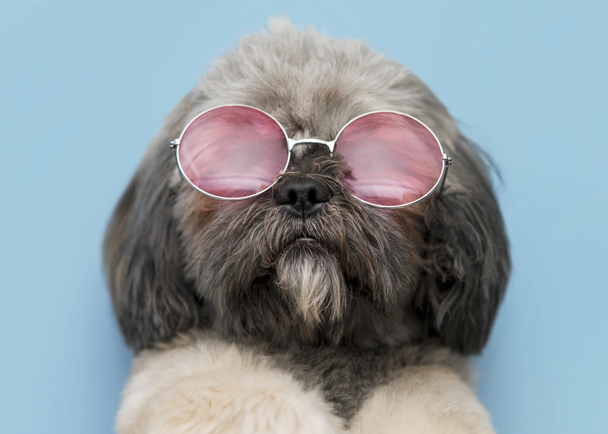 Zahnreinigung: Tierärzte erhalten 200 Prozent mehr Honorar!